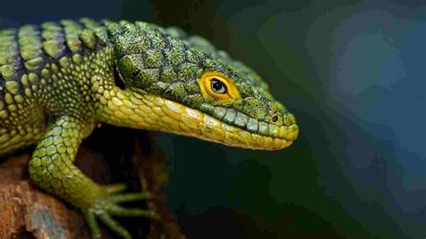 are alligator lizards poisonous